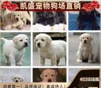 凯盛宠物·成都总狗场《各种幼犬上门自提五百一只》联合平安保险